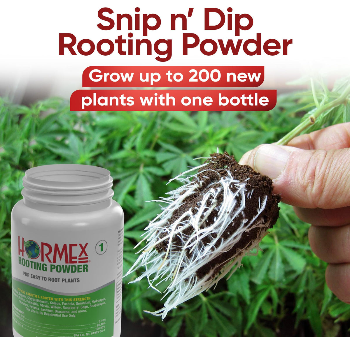 Cuttings dipped in Hormex powder before planting for initiation.
