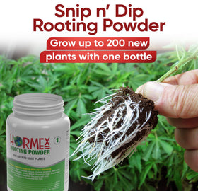 Cuttings dipped in Hormex powder before planting for initiation.