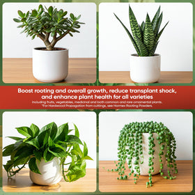Houseplants treated with Hormex promote robust root systems.