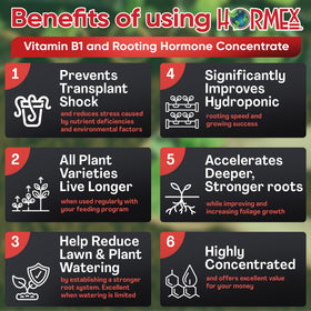 Hormex concentrate dissolves in water to feed cuttings and transplants.