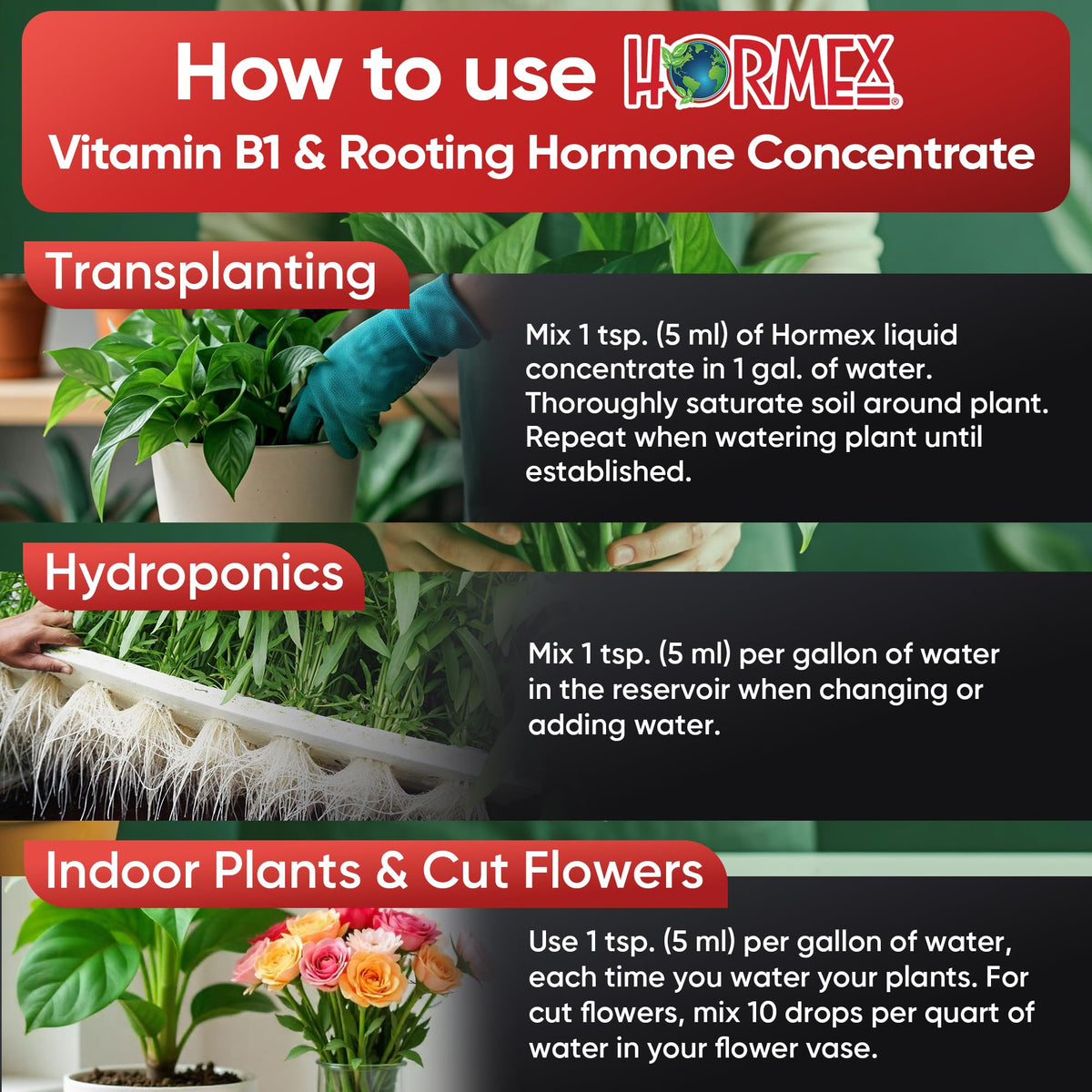 Healthy cuttings treated with Hormex for strong root development.