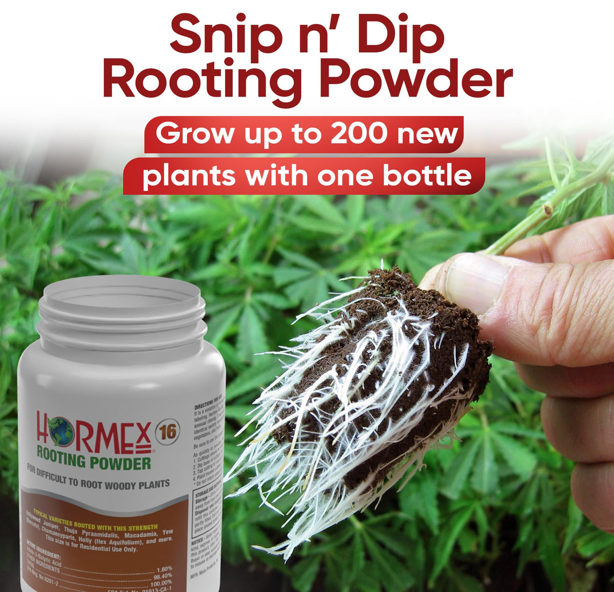 Cloning setup using Hormex powder and rooting cubes for propagation.