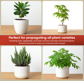 Rooting cubes paired with Hormex powder for faster root development.