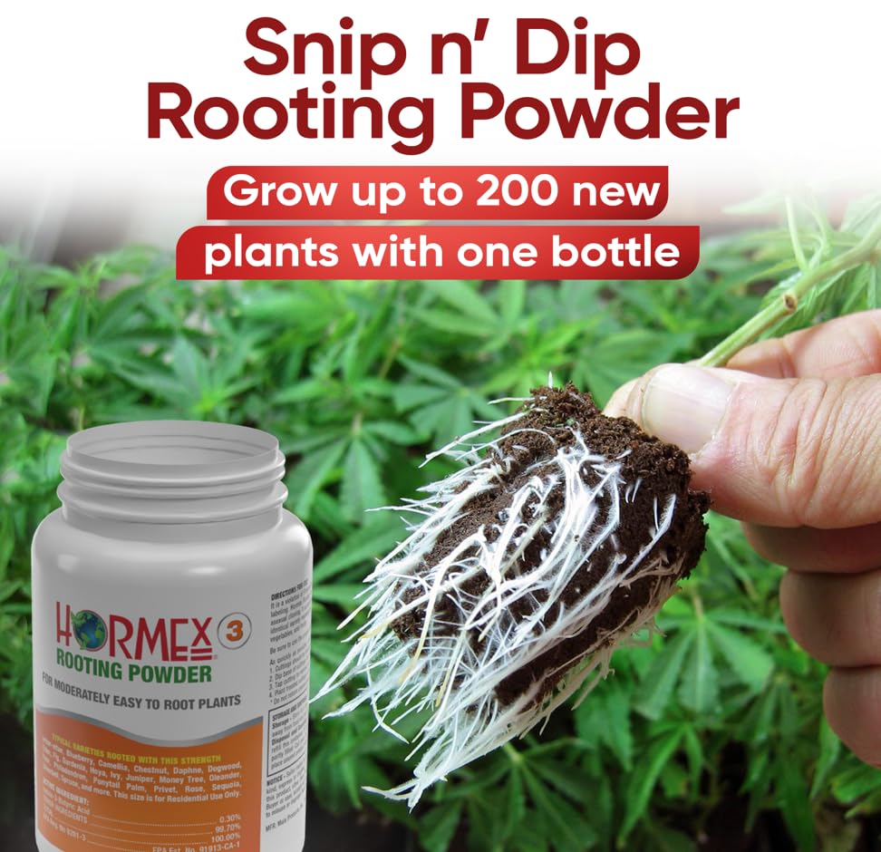 Hormex Rooting Powder #3 labeled jar on a workbench for propagation planning.