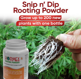 Hormex Rooting Powder #3 labeled jar on a workbench for propagation planning.