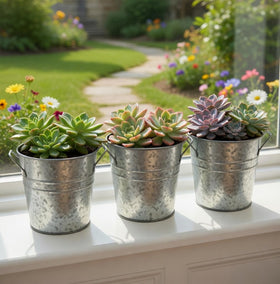 Hosley galvanized planters on a window sill with compact indoor greenery.