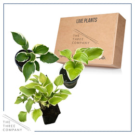 The Three Company hosta can reach up to 3 ft tall and wide.