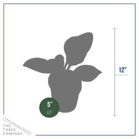 The Three Company hosta care involves regular watering and rich soil.