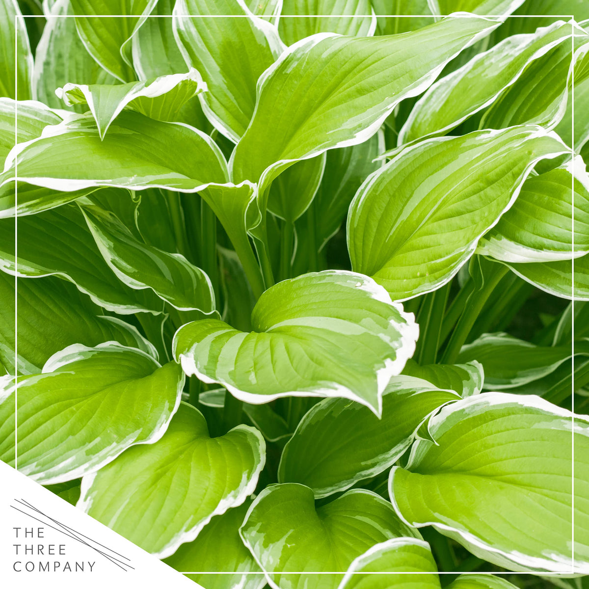 The Three Company hosta leaves show autumn yellow hints for fall interest.