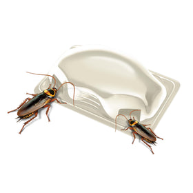 Closeup of Hot Shot MaxAttrax bait station showing child resistant design