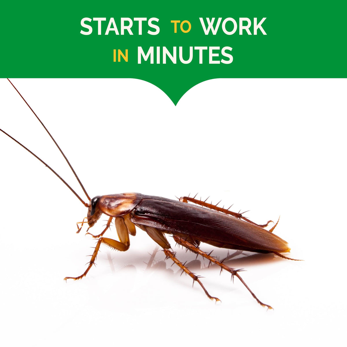 Hot Shot Ultra Clear kills roaches and eggs within 24 hours.