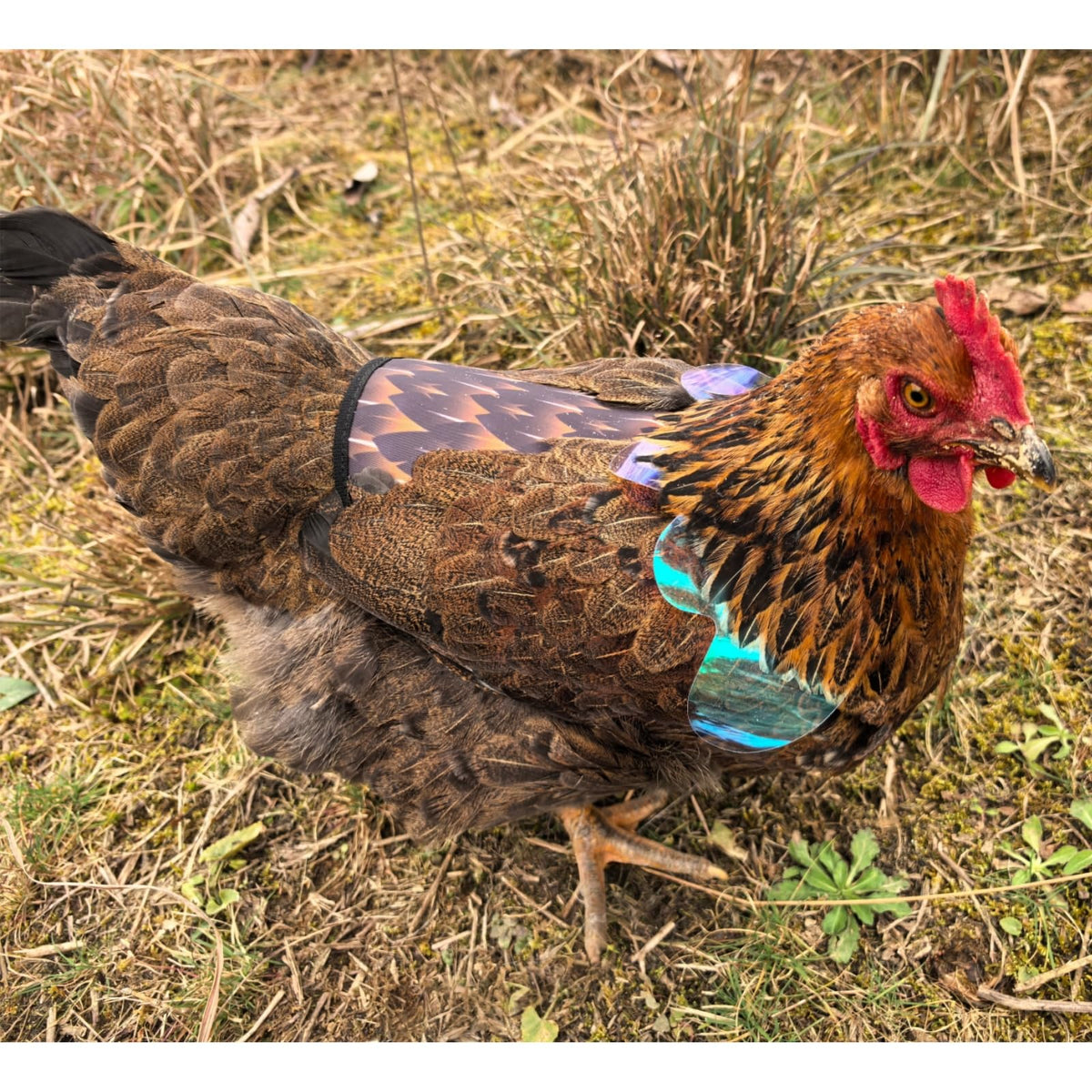 HOUGXD back protector on a hen with adjustable straps for secure fit.