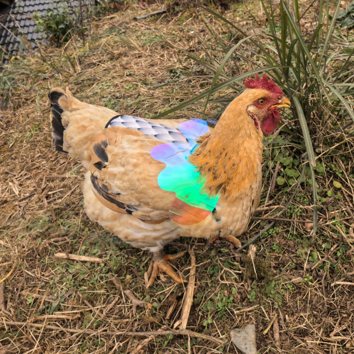 HOUGXD double-layer breathable saddle keeping hen dry and comfortable.
