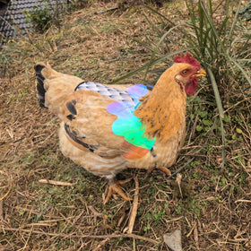 HOUGXD double-layer breathable saddle keeping hen dry and comfortable.