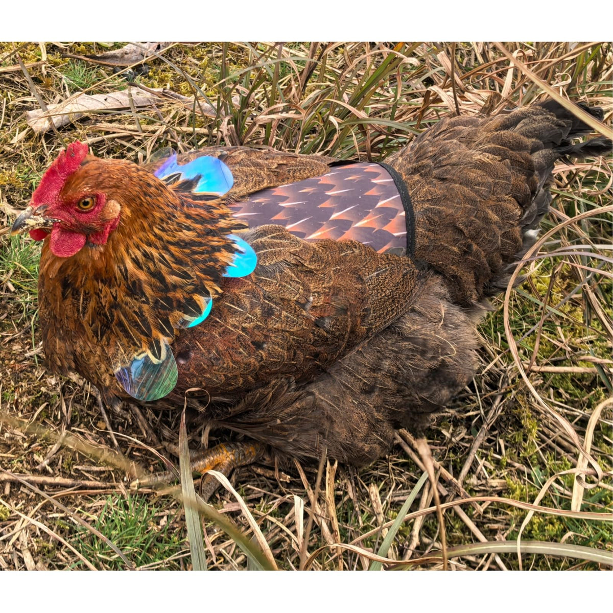 HOUGXD saddle fits most medium to large breeds with adjustable straps.