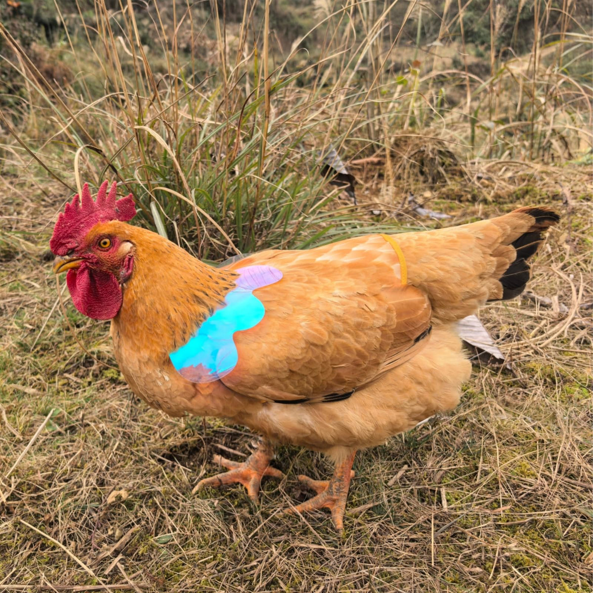 HOUGXD washable and reusable poultry protector for season after season.