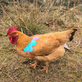 HOUGXD washable and reusable poultry protector for season after season.