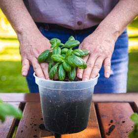 Hourleey transparent root-monitoring pot enables quick root checks.