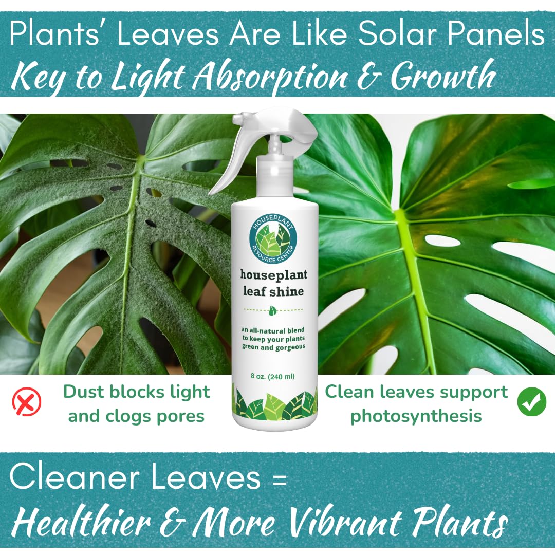 Leaf Shine After-Glow on Monstera leaves adds vibrant gloss