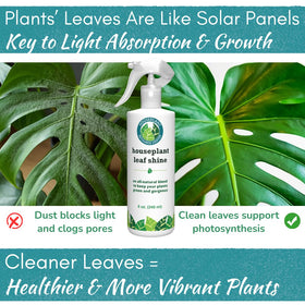 Leaf Shine After-Glow on Monstera leaves adds vibrant gloss