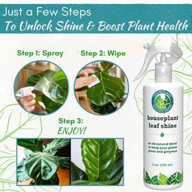 Leaf Shine for Monstera leaves provides a glossy, photo-ready look