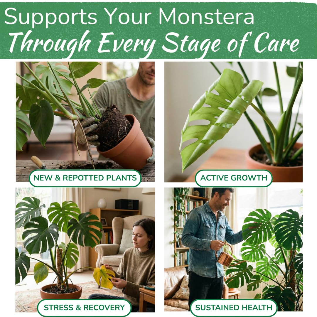 Leaves become bigger and more vibrant with safe weekly Monstera feed