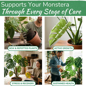 Leaves become bigger and more vibrant with safe weekly Monstera feed