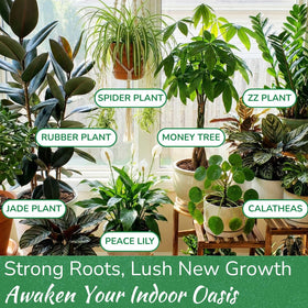 Houseplant Resource Center Monstera with robust stems from proper nutrition