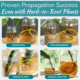 Houseplant Prop Drops liquid form provides a gentle, natural rooting boost for cuttings.