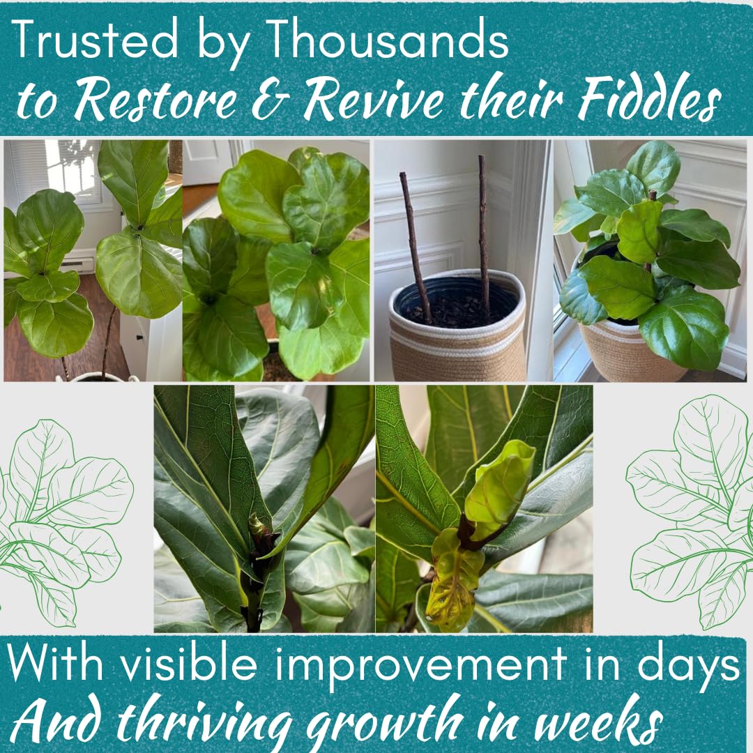 Houseplant Resource Center thriving fiddle leaf fig after Rescue Drops treatment.