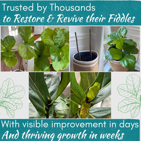 Houseplant Resource Center thriving fiddle leaf fig after Rescue Drops treatment.