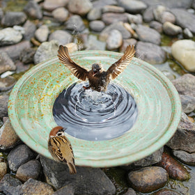 Houyang bird-watching garden scene highlights outdoor appeal