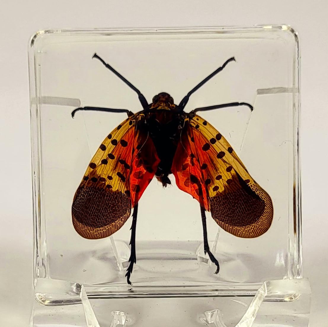 HQRP-Crystal close-up of lanternfly detail revealing wing pattern and study value