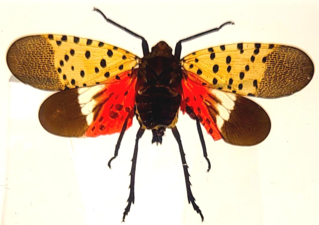 HQRP-Crystal front view of preserved spotted lanternfly showing clear detail and study benefit