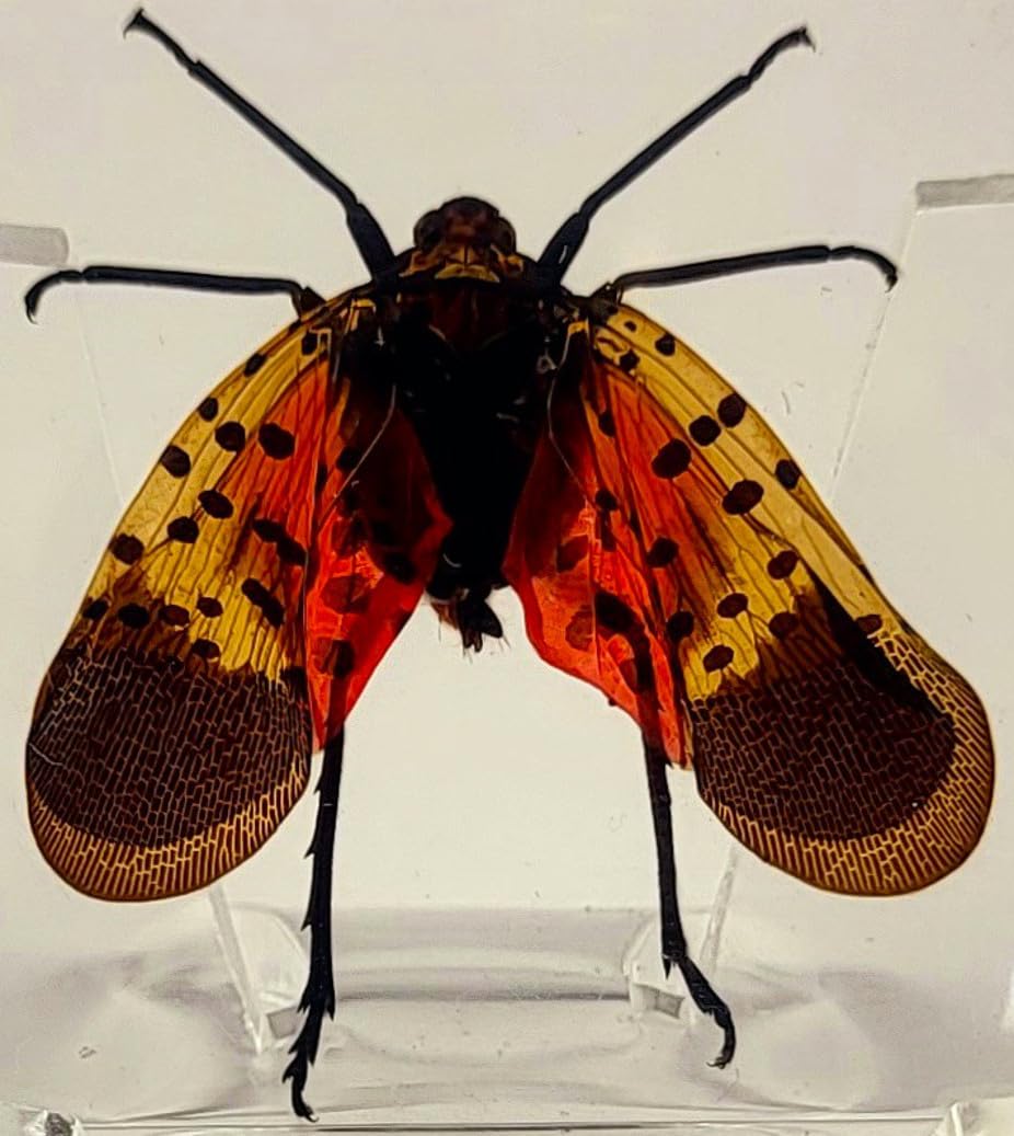 HQRP-Crystal front view resin block showing clear preserved lanternfly for display