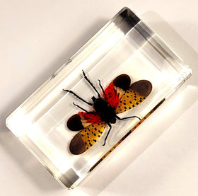 HQRP-Crystal displayed on desk as decorative science accent and conversation starter benefit