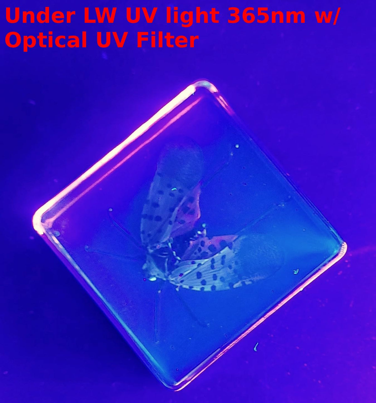 HQRP-Crystal packaged with measurement label ensuring accurate documented size