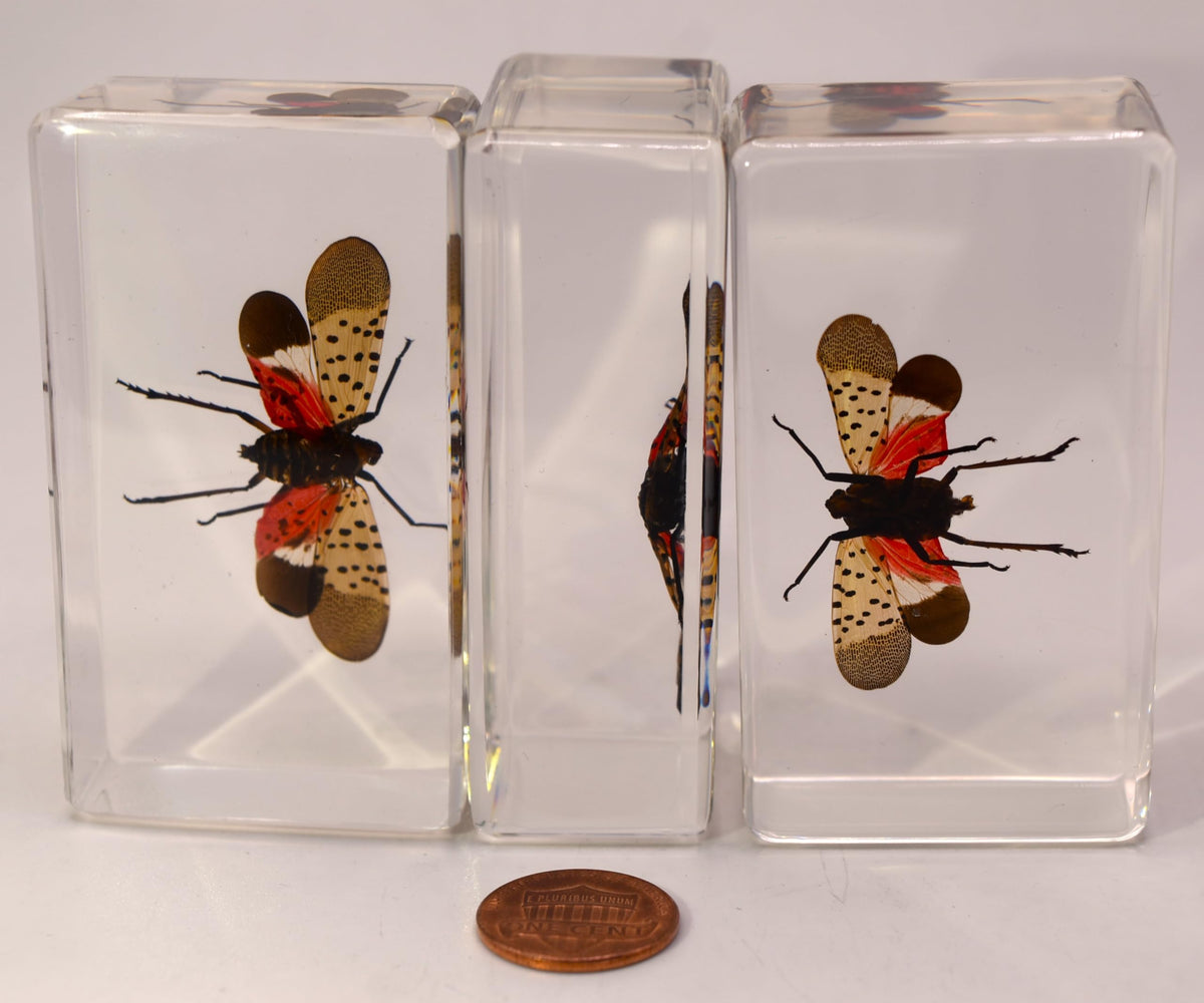 HQRP-Crystal resin texture and polished edges showing clarity and long-lasting benefit