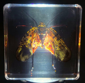 HQRP-Crystal top-down view showing spotted wing pattern for identification help
