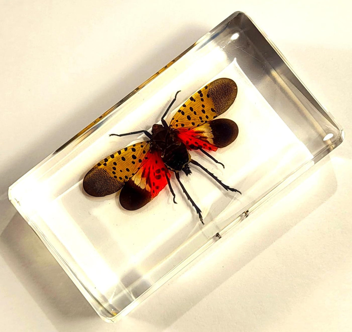 HQRP-Crystal specimen under UV light revealing pattern highlights for enhanced observation