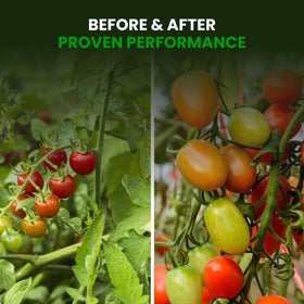 Humboldts Secret Sweet & Sticky indoor windowsill plants benefit from energy boost.