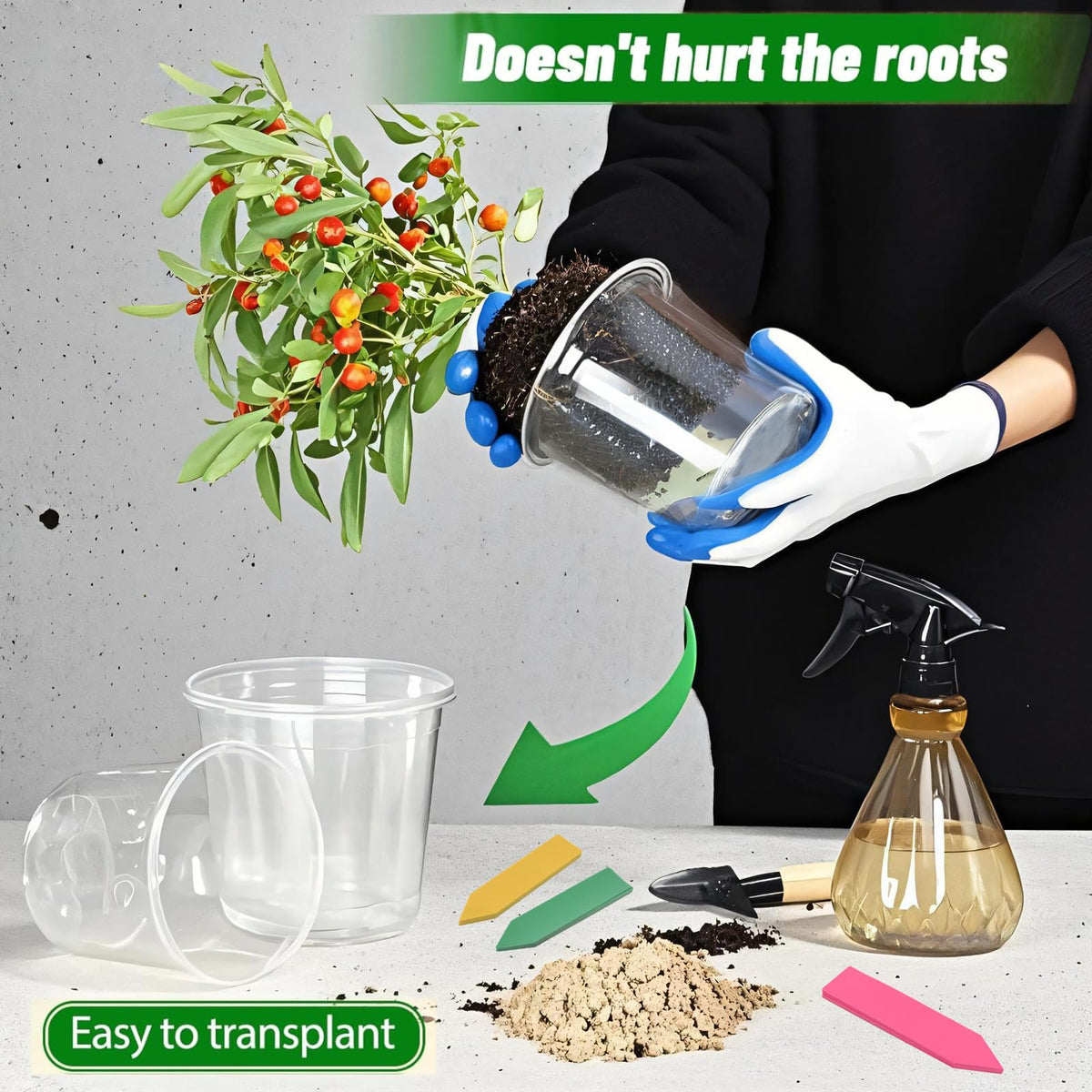 HurOutd clear 6-inch pot for larger starters with good airflow.