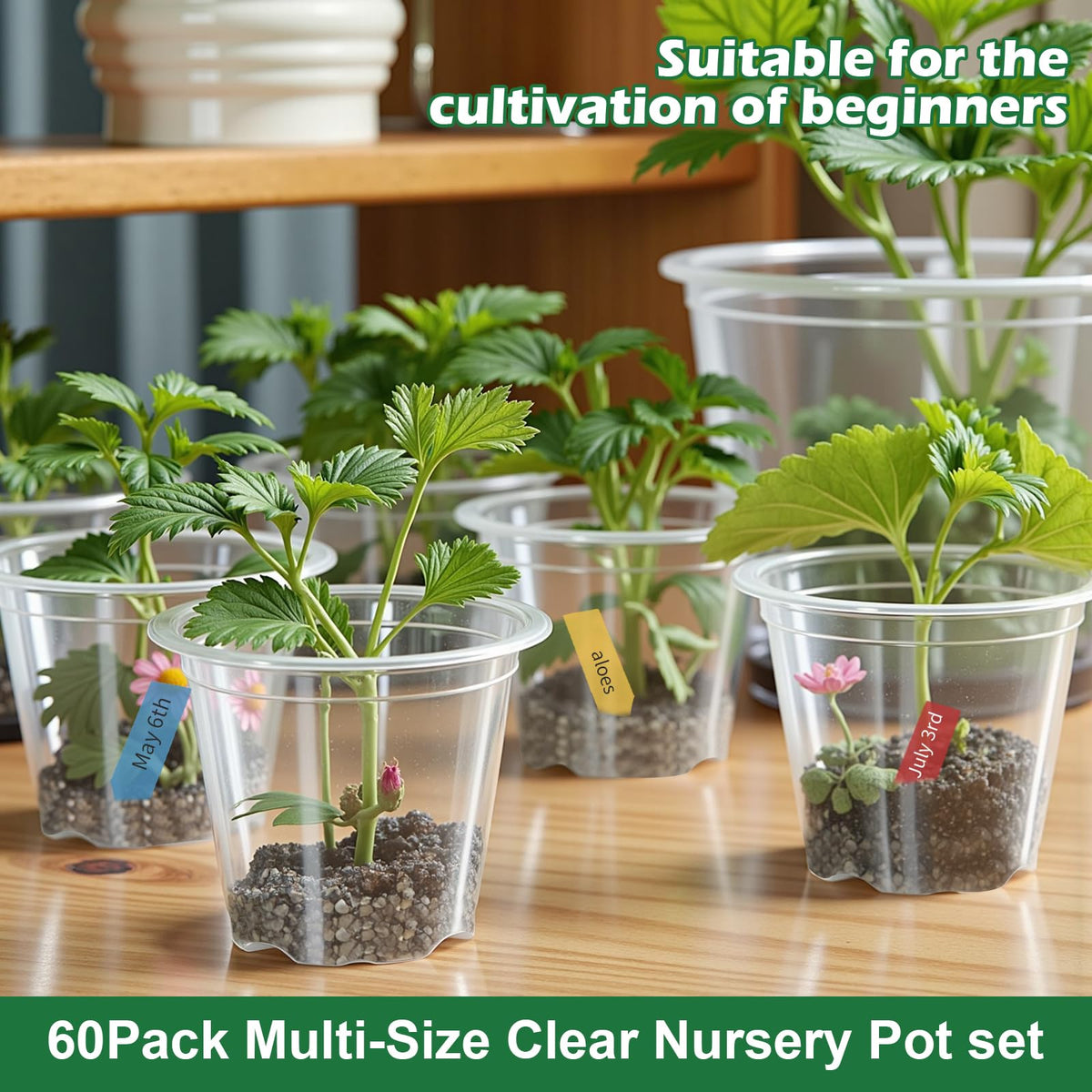 HurOutd clear 7-inch pot offers room for mature plants and clear root growth.