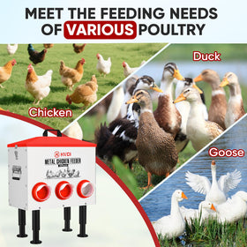HVDI outdoor-coop friendly feeder suits backyard poultry operations.