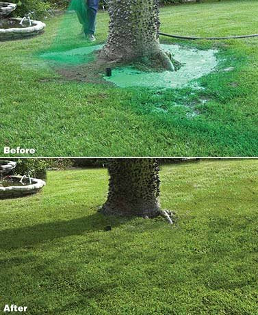 Hydro Mousse dog spots area being treated for lawn repair