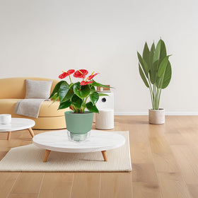 HYNZ easy-fill waterer simplifies plant care during busy weeks.