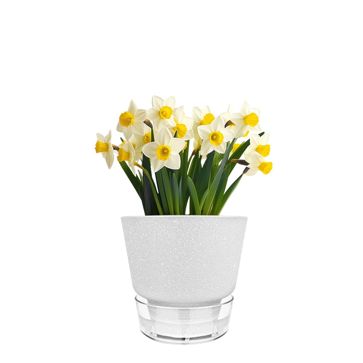 HYNZ compact 6-inch pot fits shelves, desks, and windowsills.