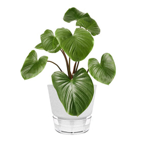 HYNZ gift-pack ideal for plant lovers and home makers.