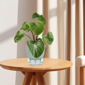 HYNZ indoor-outdoor compatible pot suits bonsai, succulents, and flowers.