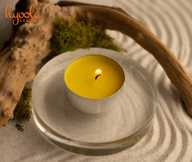 Hyoola Tealight Citronella Candle 50-pack for extended outdoor gatherings.